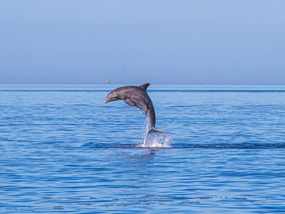 Dolphin Jumping