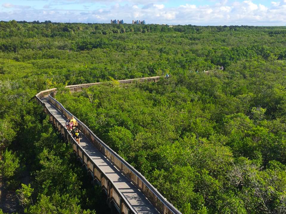 mangroves at Weedon Island Preserve