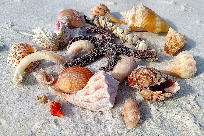 Shell Key Preserve